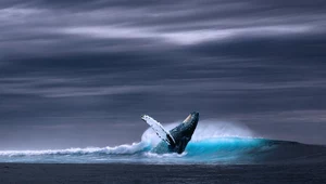 Wieloryby: Śmierć największych ssaków Ziemi