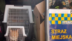 Uratowany kot; źródło: Stołeczna Straż Miejska 