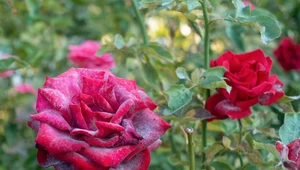 Mączniak atakuje piwonie i róże: Jak zwalczać?