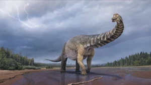 Komputerowa wizualizacja dinozaura Australotitan cooperensis.