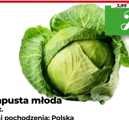 Kapusta