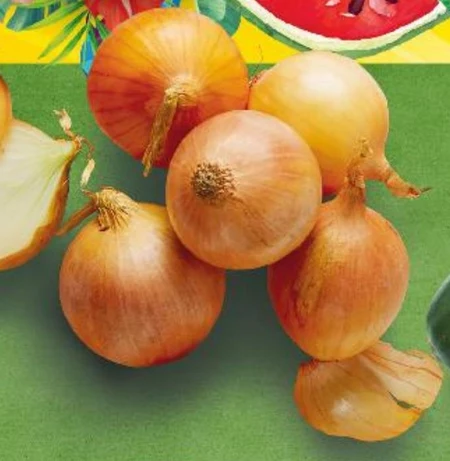 Cebula