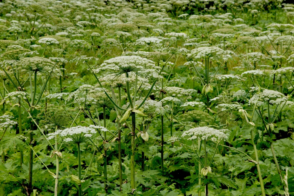 Uprawa, sprzedaż i rozmnazanie barszczy kaukaskich są w Polsce zakazane