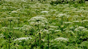 Uprawa, sprzedaż i rozmnazanie barszczy kaukaskich są w Polsce zakazane