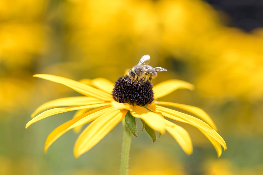 Rudbekia to roślina lubiana przez pszczoły i motyle