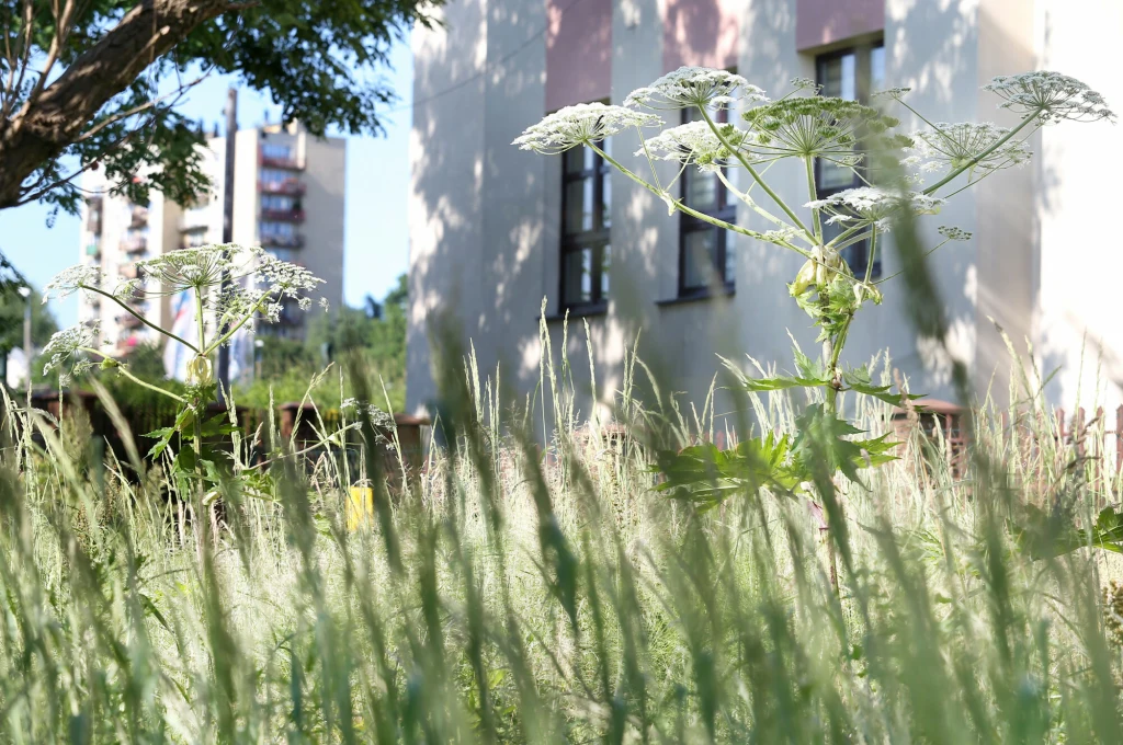 Barszcze kaukaskie w miastach, między blokami to niestety coraz częstszy widok