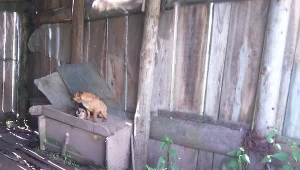 Właścicielom odebrano zaniedbane psy