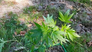 Zasadził w lesie marihuanę. Podpisał jako "seler" i "rozmaryn"