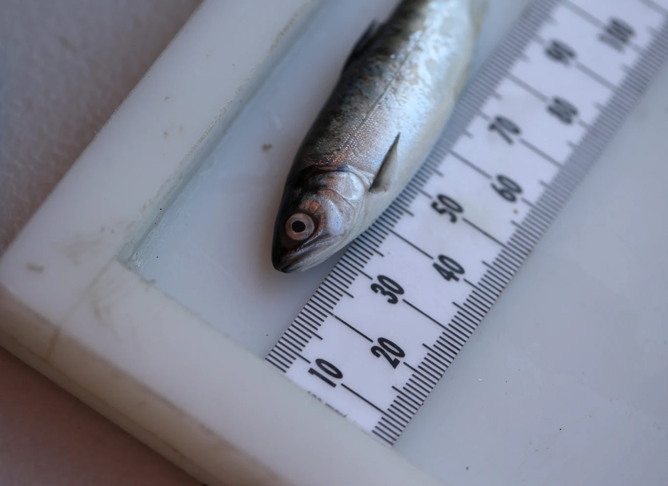 W połączeniu z testami DNA blockchain może odegrać rolę w ograniczaniu oszustw w branży rybiej i owoców morza W połączeniu z testami DNA blockchain może odegrać rolę w ograniczaniu oszustw w branży rybiej i owoców morza