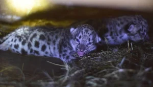 Pantery śnieżne urodzone w płockim zoo