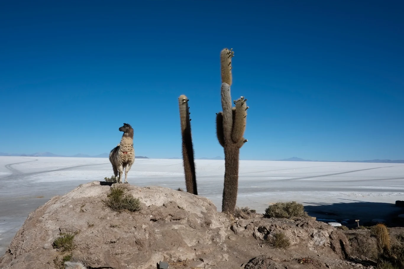 fot. David Mercado fot. David Mercado