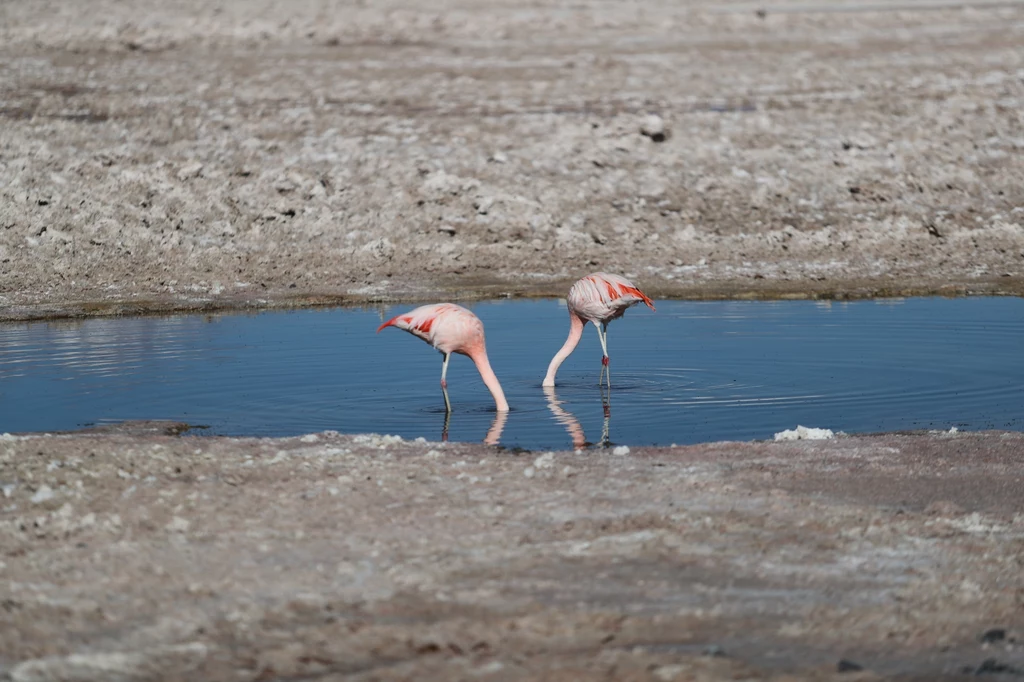 Flamingi na solnej równinie pustyni Atacama 