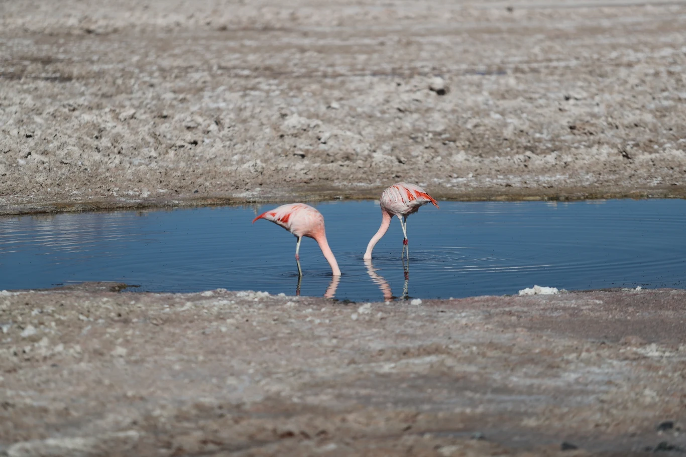 Flamingi na solnej równinie pustyni Atacama Flamingi na solnej równinie pustyni Atacama