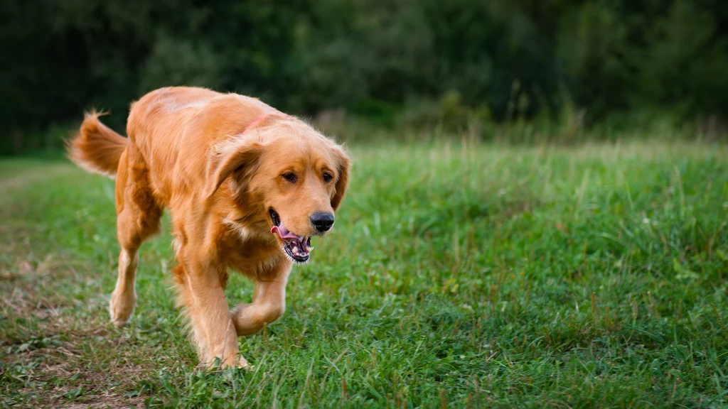 Pies rasy golden retriever do końca biegł za swoją chorą właścicielką