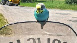 Papuga usiadła na osłonie policyjnego motocykla