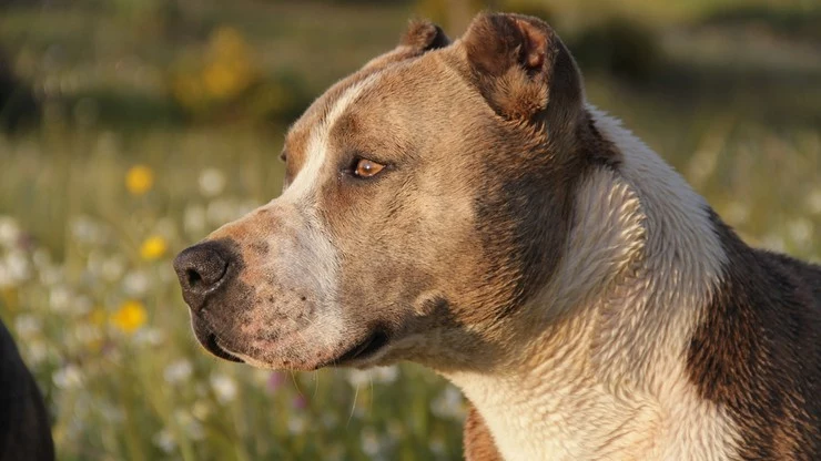 Amstaff pogryzł 3,5-letnią dziewczynkę Amstaff pogryzł 3,5-letnią dziewczynkę