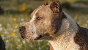 Amstaff pogryzł 3,5-letnią dziewczynkę