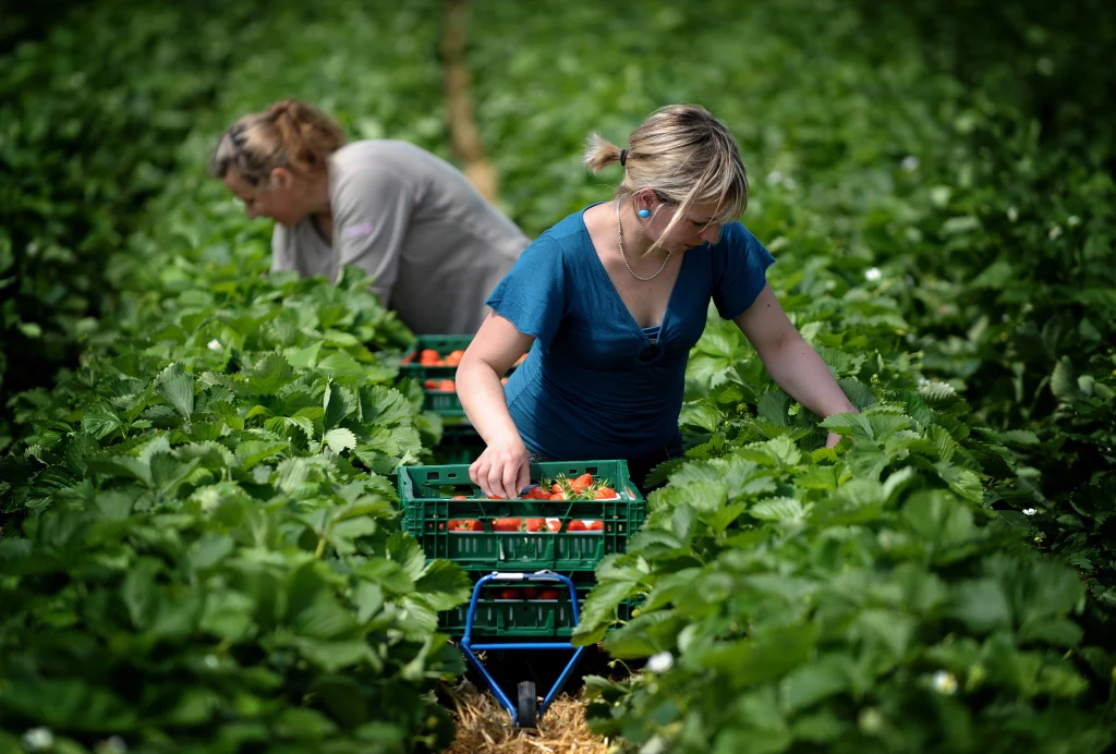 Polska jest ważnym światowym producentem truskawek