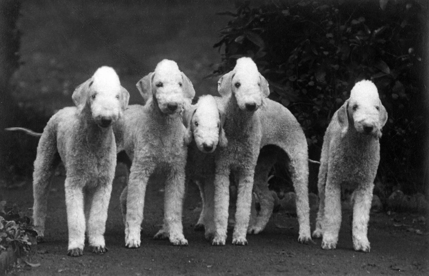 Przedstawiciele rasy bedlington terrier na zdjęciu w 1938 roku 