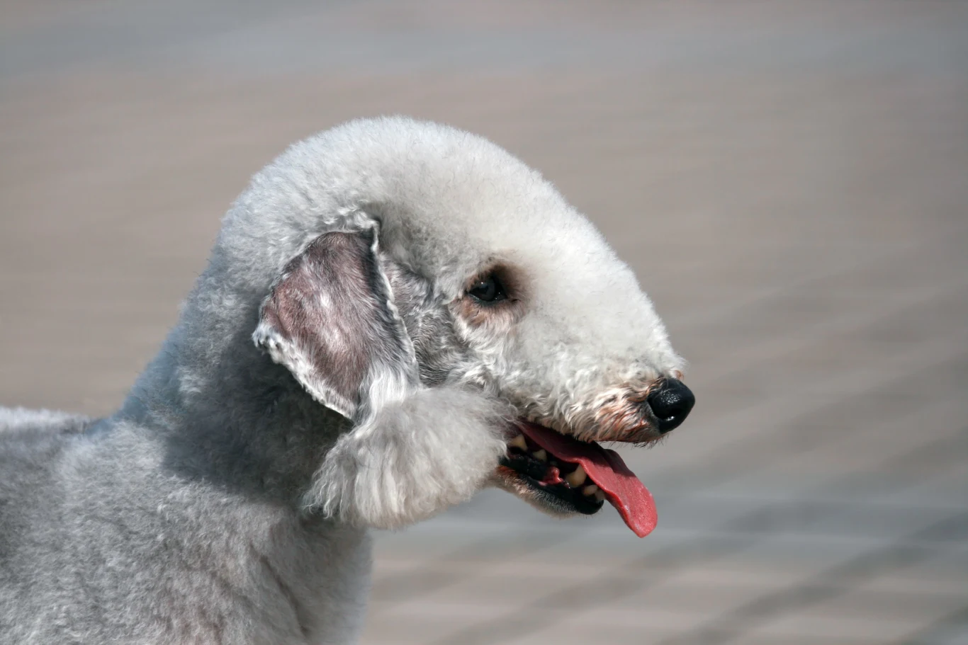 Bedlington Terrier tylko wygląda tak uroczo... To nie pies dla każdego