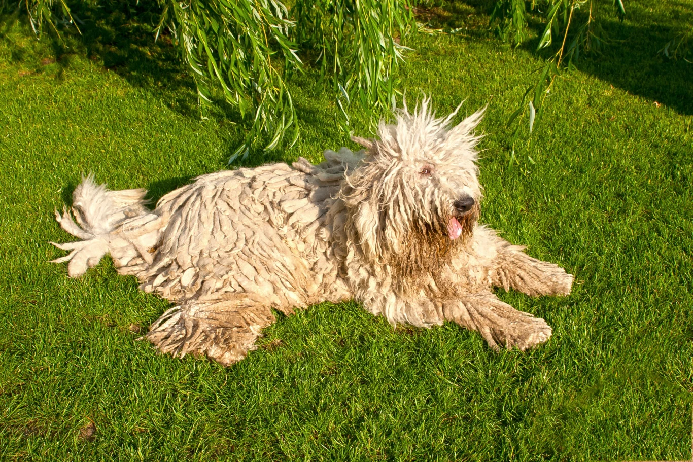 Komondor z pewnością nie należy do małych piesków 
