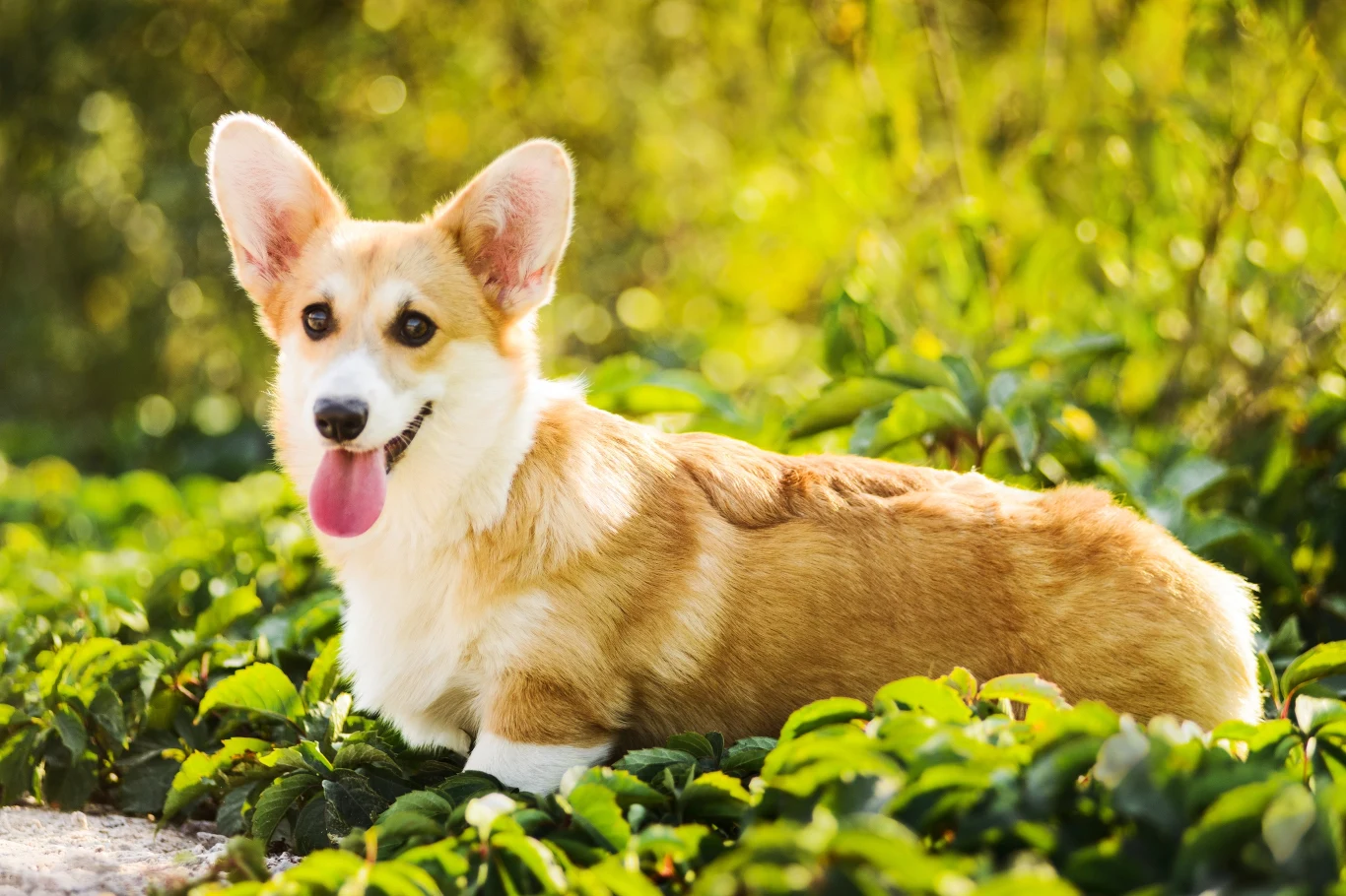 Angielska królowa pokochała pieski rasy Welsh corgi pembroke Angielska królowa pokochała pieski rasy Welsh corgi pembroke