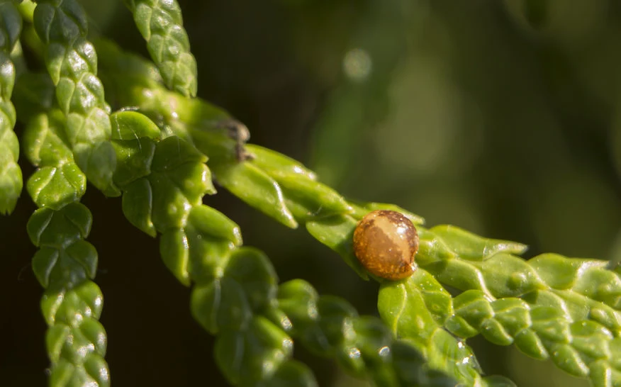 Miseczniki tworzą na roślinach charakterystyczne tarczki
