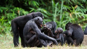 Największe afrykańskie małpy wkrótce nie będą miały gdzie żyć