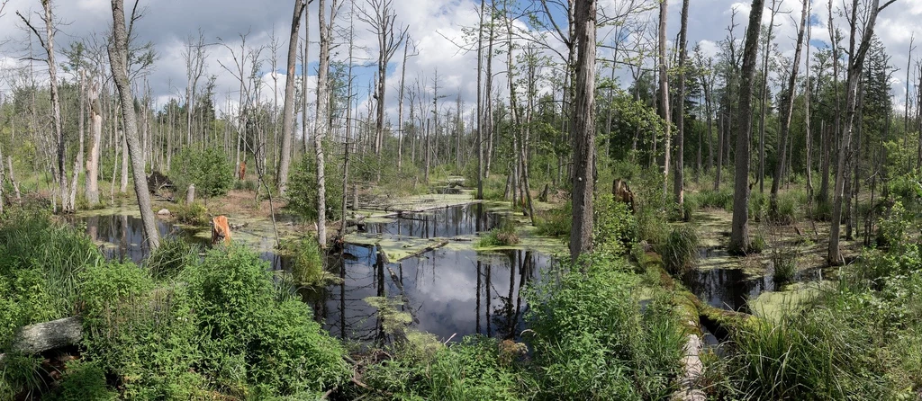 Puszcza Białowieska. Puszcza Białowieska.