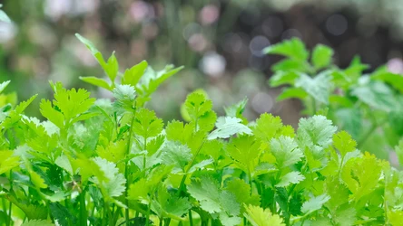 Trybuła ogrodowa przypomina pietruszkę i można ją hodować na oknie. 