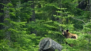 Lasy Kolumbii Brytyjskiej to wyjątkowy obszar wymagający ochrony