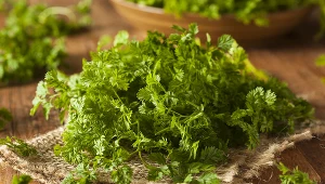 Wiele osób myli ją z pietruszką. Jest zdrowa i nadaje smaku potrawom 