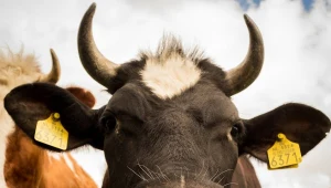 Krowa spowodowała śmierć 63-latka? Prokuratura nie wyklucza