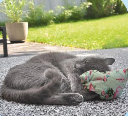 Poduszka dla kota