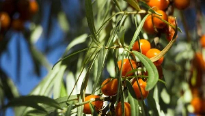 Rokitnik ma więcej witaminy C niż cytrusy. Co więcej - zachowuje ją w przetworach