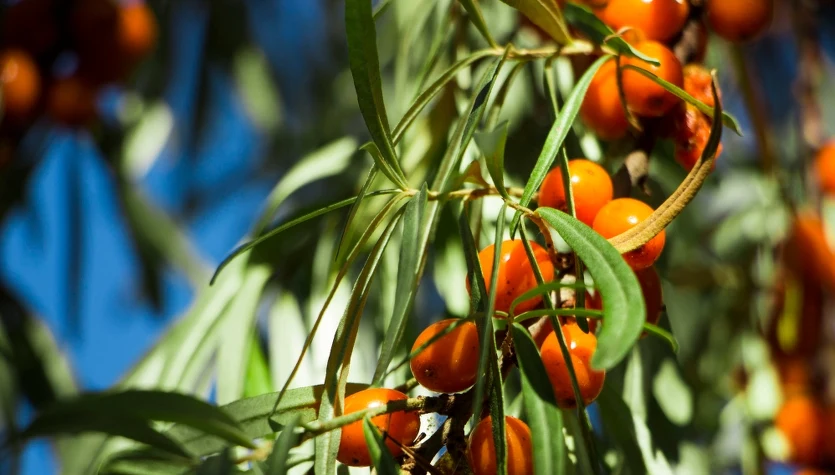 Rokitnik to roślina niezwykle bogata w substancje odżywcze