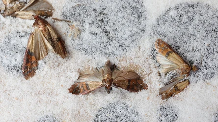 Moli spożywczych można pozbyć się za pomocą domowych i sprawdzonych sposobów.