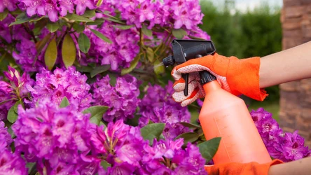 Jak skutecznie pozbyć się kleszczy, komarów i mszyc? 