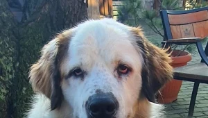 Tragedia w salonie dla psów, źródło: Polsat News 