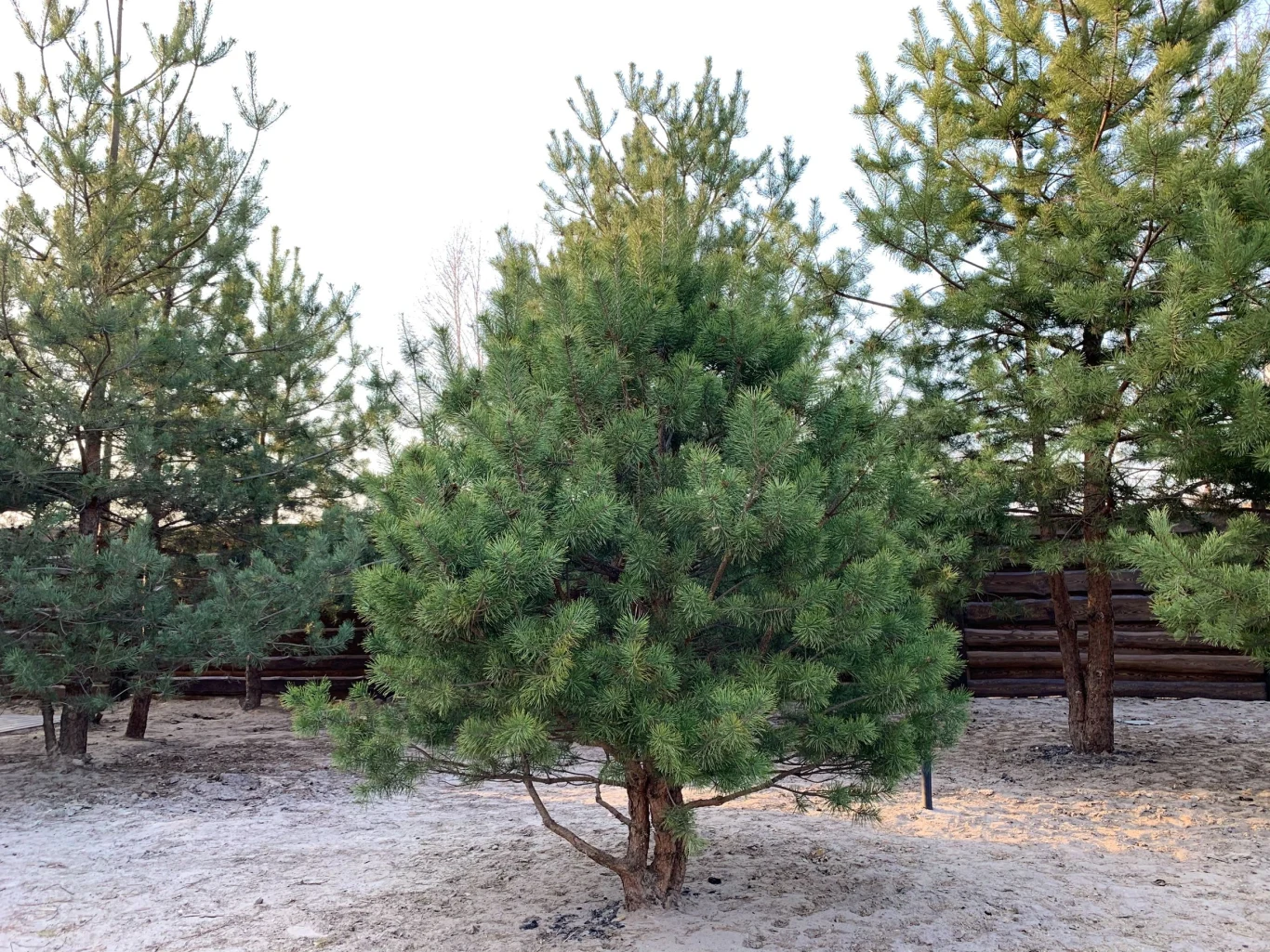 Przesadzenie iglaków wykonuje się jesienią lub wczesną wiosną