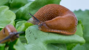 Ślimaki mogą wyrządzić niemałe szkody w ogrodzie