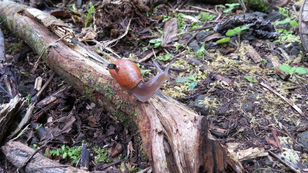 Komputer przymocowany do muszli ślimaka Partula hyalina