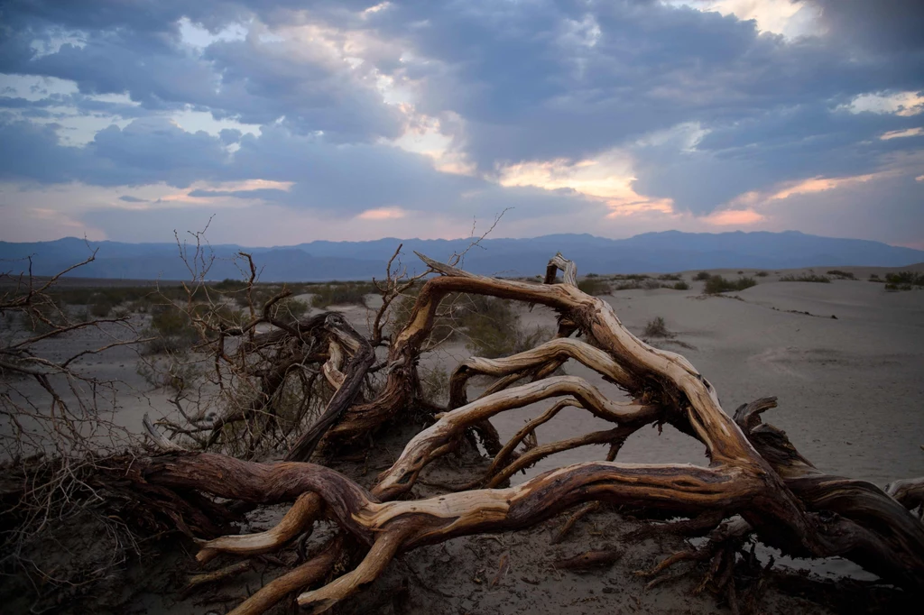 Ekstremalne susze w tym roku nawiedziły już m.in. Kalifornię.