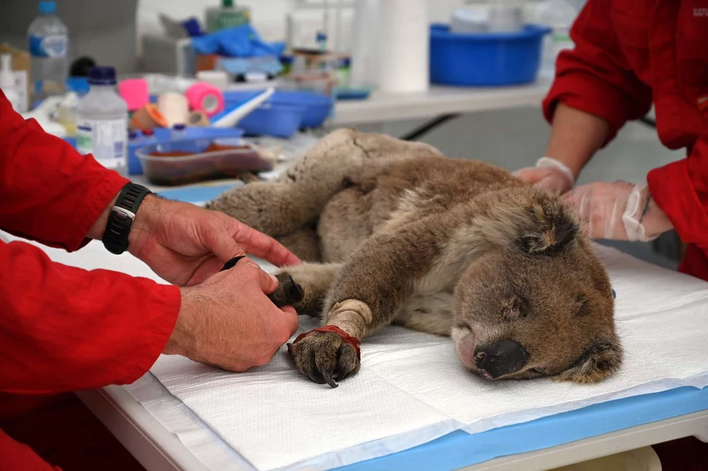 Opatrywany poparzony koala.