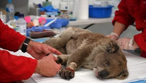 Australijskie koale zagrożone. Grozi im wyginięcie