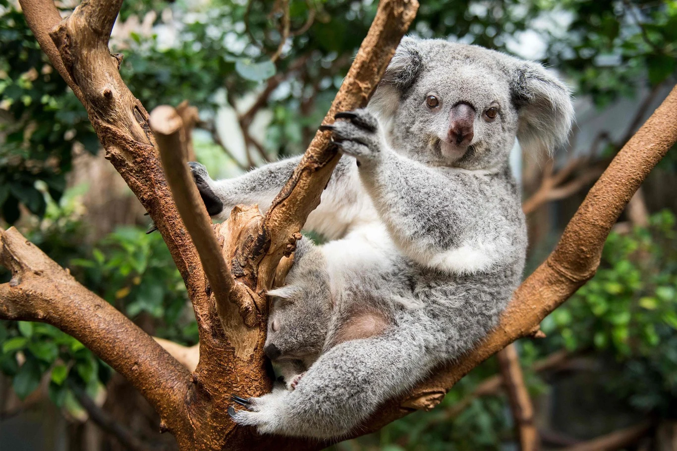 Koala z młodym.