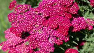 Krwawnik pospolity doskonale rośnie w pełnym słońcu