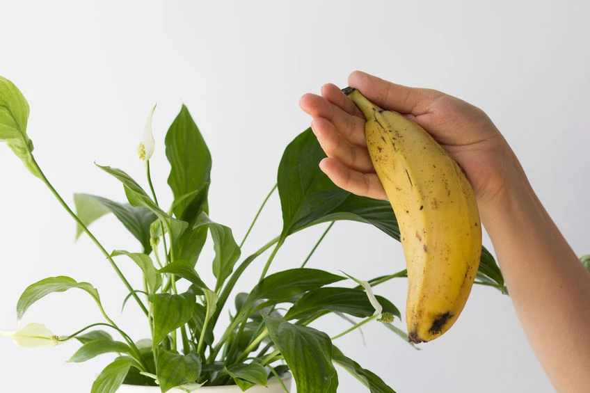 Skórki od bananów mogą odżywić kwiaty