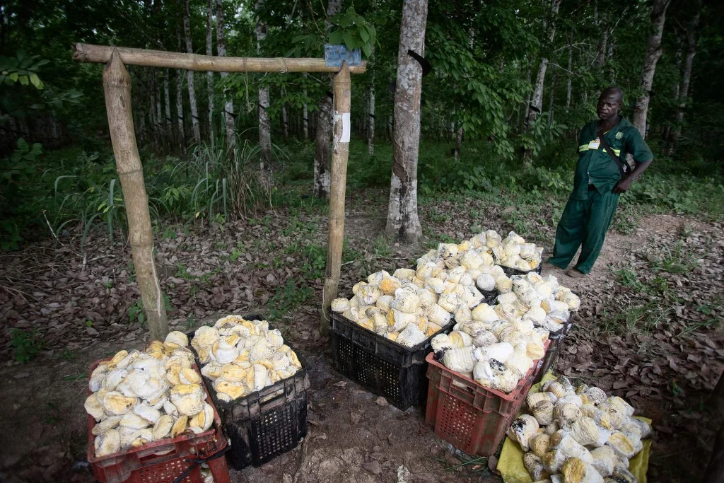 W państwach Afryki Subsaharyjskiej niemal jedna czwarta dzieci pracuje w warunkach wpływających na ich zdrowie i rozwój. Sąd Najwyższy Stanów Zjednoczonych zdecydował, że nie można pozwać amerykańskich gigantów korporacyjnych za niewolniczą pracę dzieci. W państwach Afryki Subsaharyjskiej niemal jedna czwarta dzieci pracuje w warunkach wpływających na ich zdrowie i rozwój. Sąd Najwyższy Stanów Zjednoczonych zdecydował, że nie można pozwać amerykańskich gigantów korporacyjnych za niewolniczą pracę dzieci.