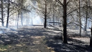  Pożar Wdzydzkiego Parku Krajobrazowego